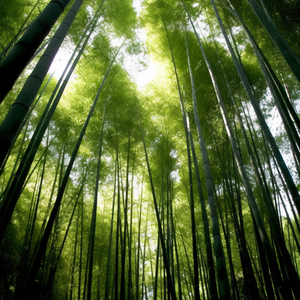 旧罐边的潮声琴韵