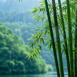 梵蒂冈