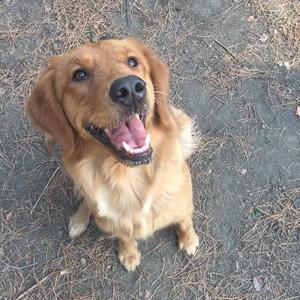 爱情的骗子我问你（Cover 陈小云）