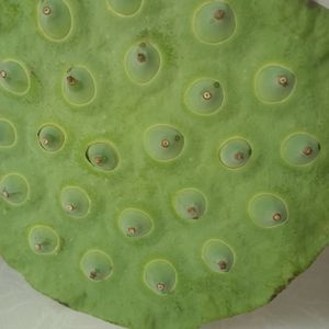 LaSymphoniedestoiles_1746878071031_20250726_102406