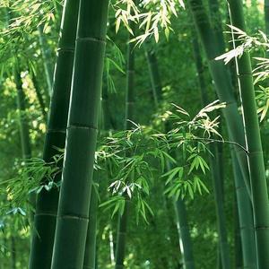 火柴-RRR-1（火柴 remix）