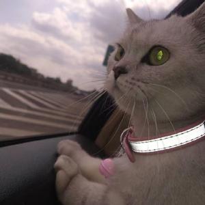 哪里都是你cover队长 (320CBR)