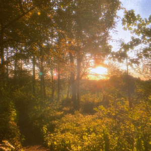 solar bloom (speed up)