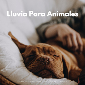 Mentalidad De Mascotas Fluyendo En El Día Lluvioso