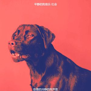 温和冷静的狗梦想