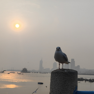 年年飞—致青岛栈桥飞翔的海鸥