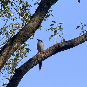 夕雾 (Prod by SCORPION)