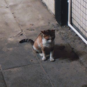 a lonely kitten
