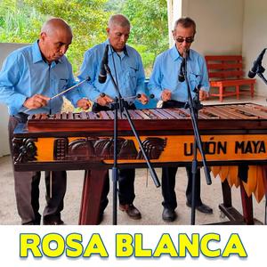 Rosa Blanca