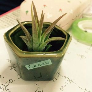 躺在你的衣柜(Guitar)