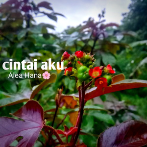 Cintai aku