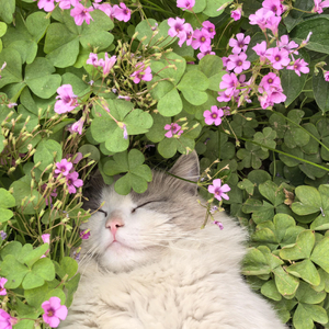 桃花谷的自由之约