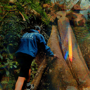 Dancing with the Forest