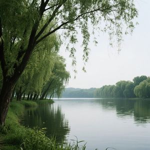 柳岸风声