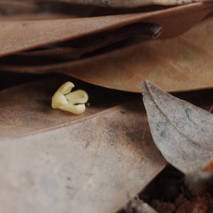 我在秋天想起，春天忘记