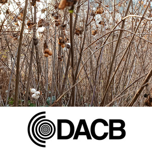 Crunch (2023 Remastered Version)