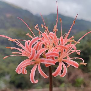 缘字书（cover）