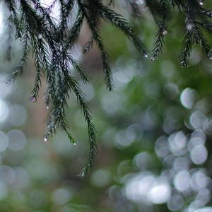 一直下雨的星期天（不会指弹）