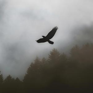 A vritet pafajesia (Saranda Alija)