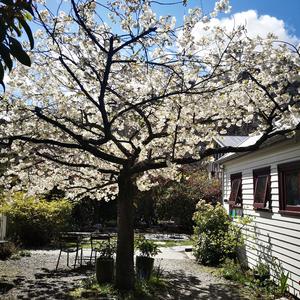 可惜我是一棵树