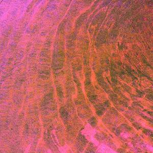 在 春 天 到 來 之 前 死 去