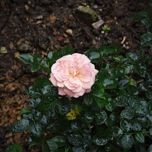 多少颗流星划落 愿望才能结果