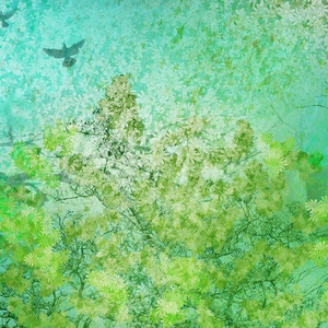 山楂树（Cover 常石磊）