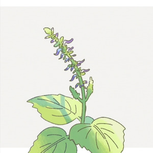 コリウスは枯れない