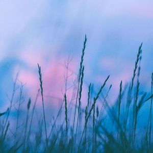 欲望寄生（feat.星尘infinity）