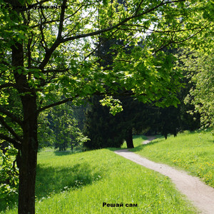 Кривое дерево