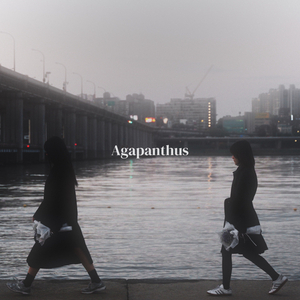 Agapanthus