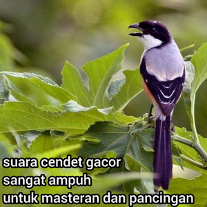 Suara Cendet Gacor Sangat Ampuh Untuk Masteran Dan Pancingan (Live)