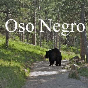 Oso Negro