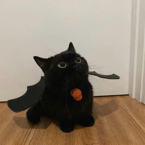 隔着一句试探的晚安