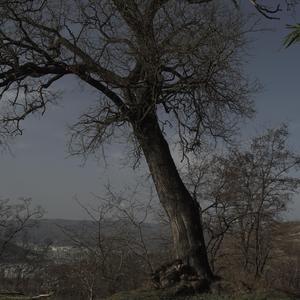 梧桐_xx吖-如果有一天，我们疏远了_瓶邪（梧桐_xx吖 remix）