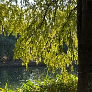 这样爱了（原唱：张婧）