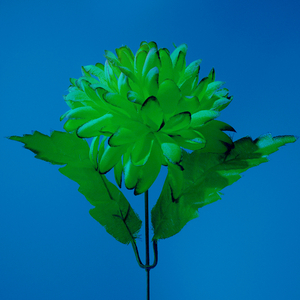 Des étoiles plein la tête