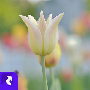 舟横野渡水悠悠 (现场)