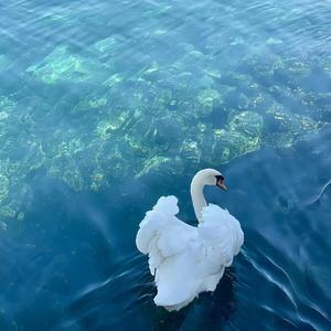 锦瑟无端五十弦 一弦一柱思华年