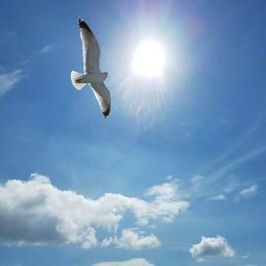 挥着翅膀的女孩（西班牙语翻唱版Spanish version）