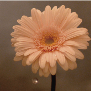 花は咲く(instrumental)