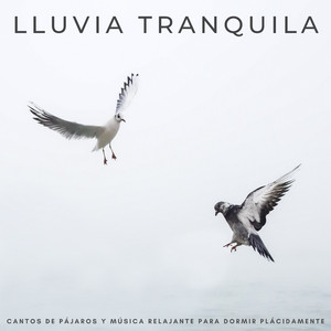 Interesante Sinfonía De Sueño