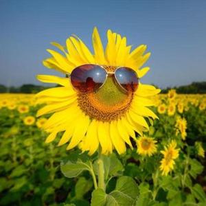 张国荣 / 伍佰 & China Blue-Boring Lover（孙若宾 / polo remix）