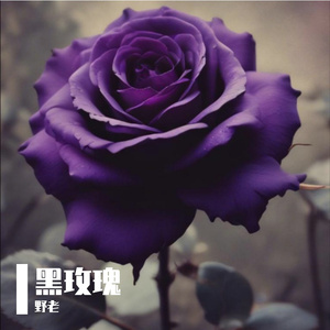 黑玫瑰