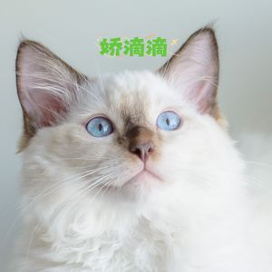 娇滴滴 (尤克里里)