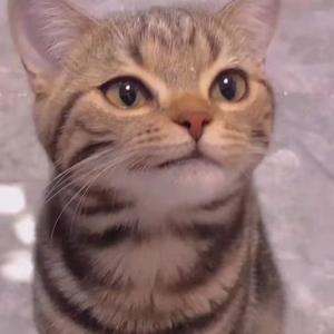 三国杀(小少年儿)