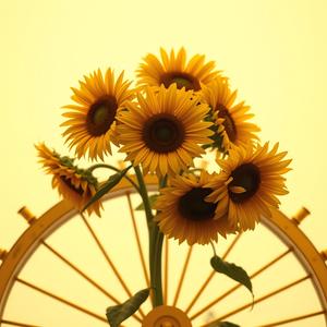 The Book of Bound Stars