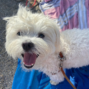 Equivocarse es divertido