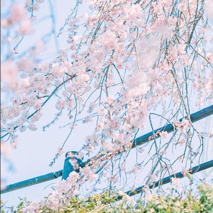 你似繁花入我梦