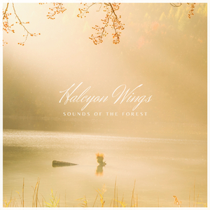 Sounds Of The Forest